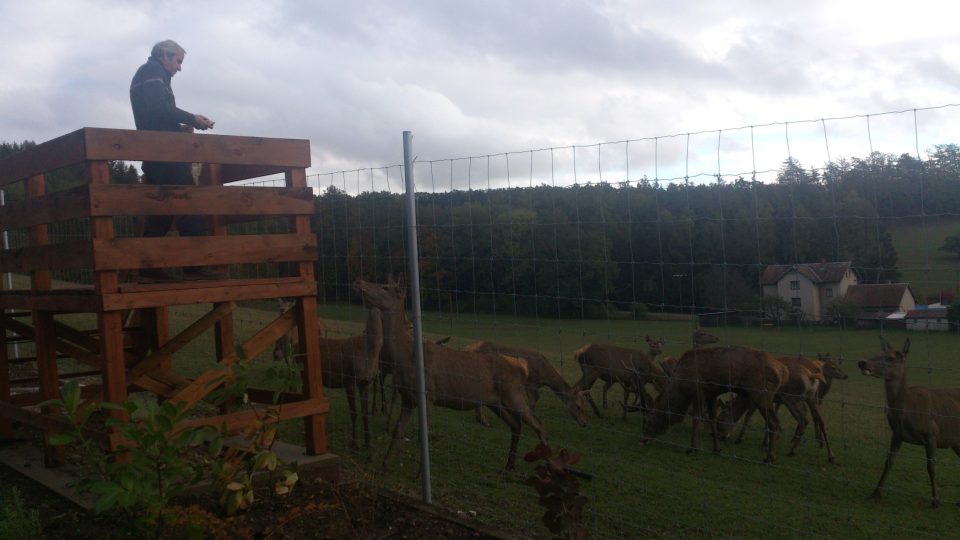 Majitel jelení farmy Pavel Kučera přilepšuje svým svěřencům