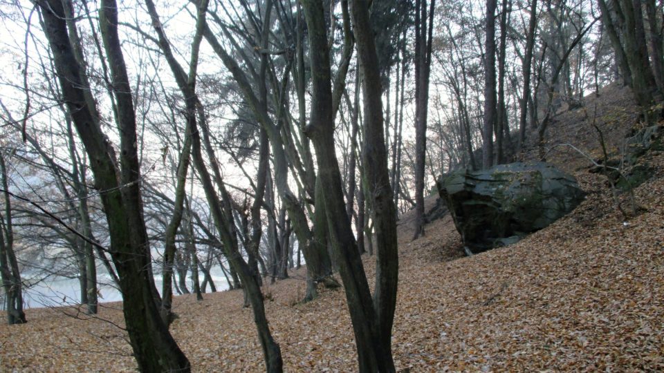 Přírodní rezervace Háj na levém břehu Berounky