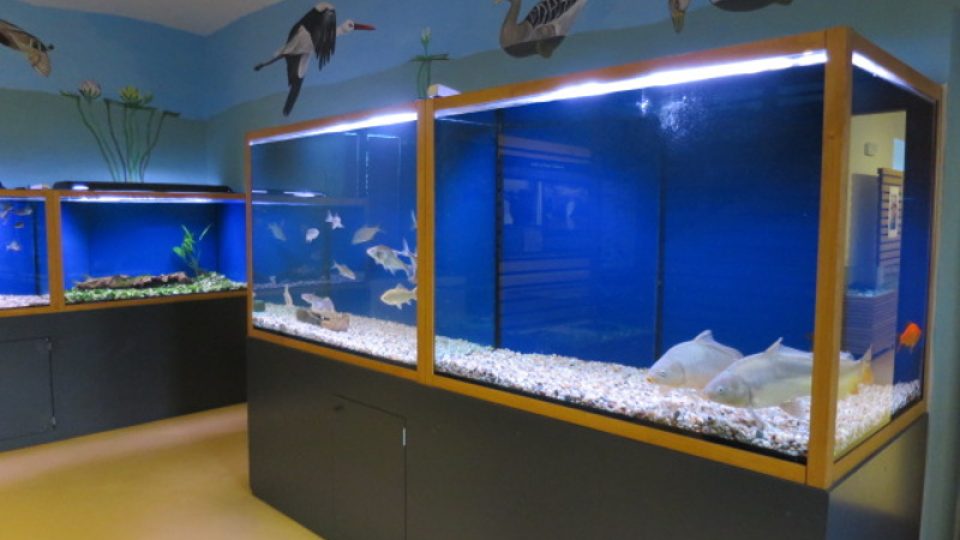 Akvária se sladkovodními rybami