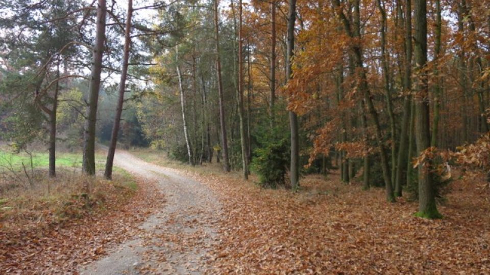 Přijezdová cesta k rybníkům vede lesem