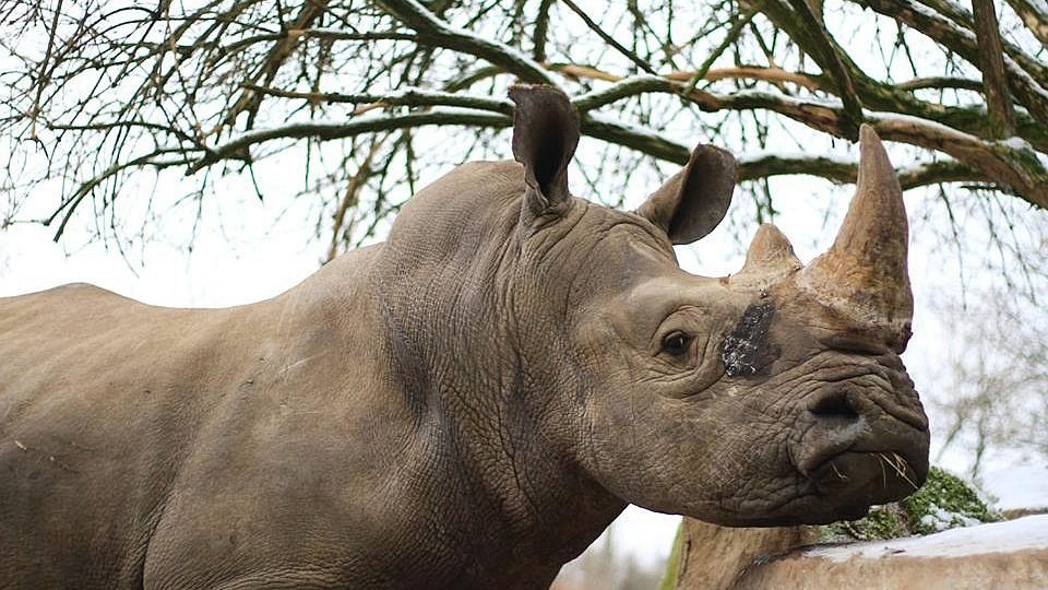 ZOO Dvůr Králové má nový přírůstek - samce nosorožce tuponosého jižního původem z  Afriky