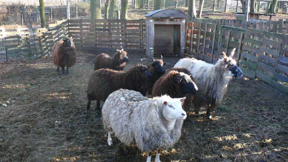 Na okolních pastvinách nechybí ani ovce