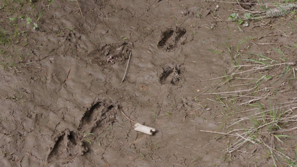 Nejen lidé chodí ke studánce