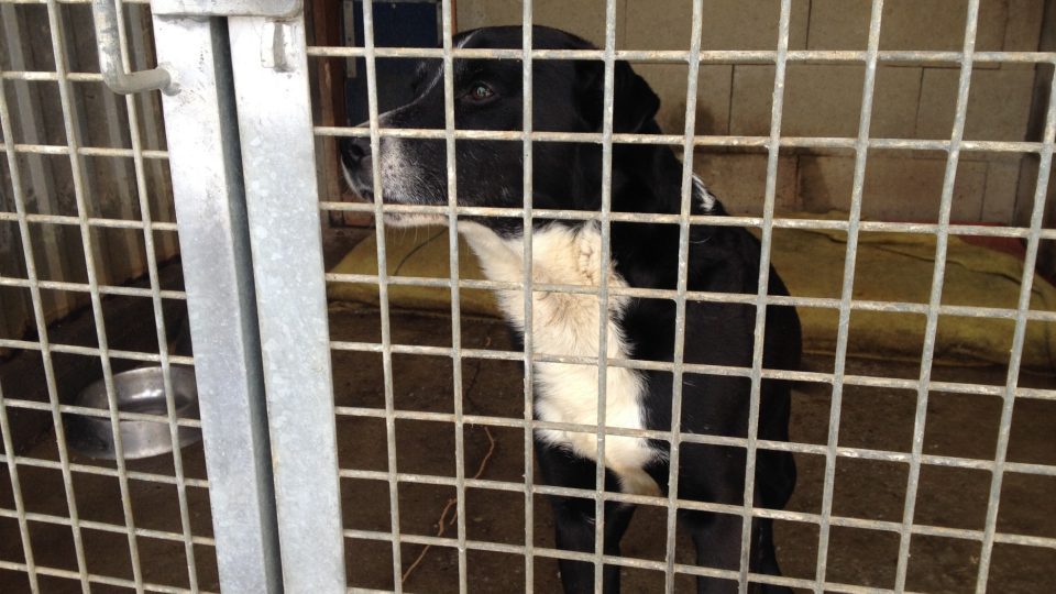 Psí útulek v Čechách pod Kosířem Psí útulek v Čechách pod Kosířem