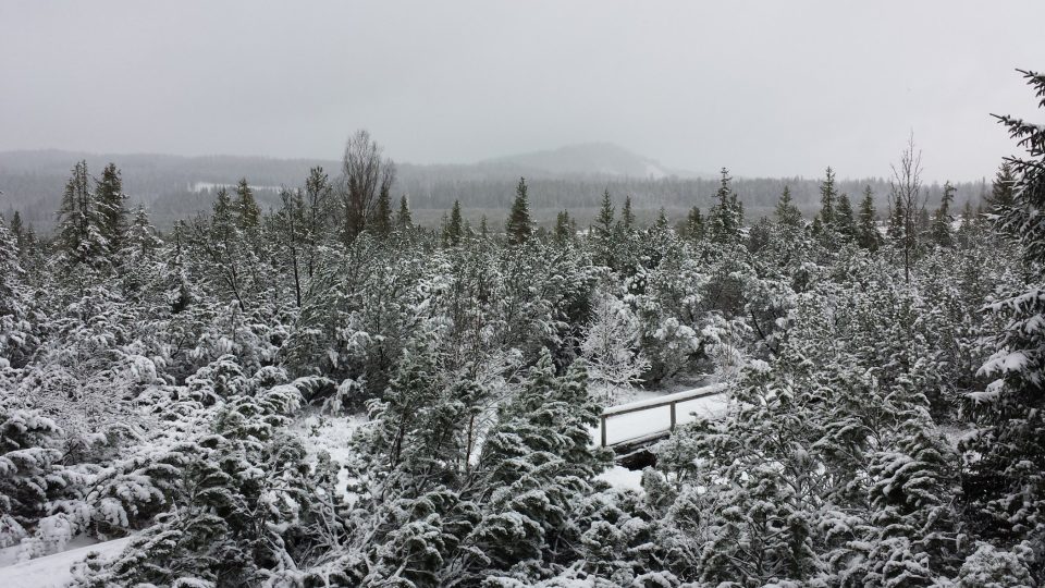 Jezerní slať, v pozadí hora Sokol 1253 m. n. m