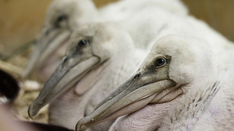 ZOO Dvůr Králové nad Labem provozuje jednu z největších a nejúspěšnějších ptačích "porodnic" v Evropě. Jsou nejlepší chovatelé pelikánů v Evropě 