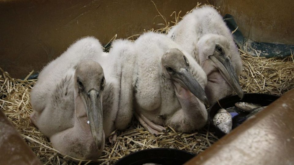 ZOO Dvůr Králové nad Labem provozuje jednu z největších a nejúspěšnějších ptačích "porodnic" v Evropě. Jsou nejlepší chovatelé pelikánů v Evropě 