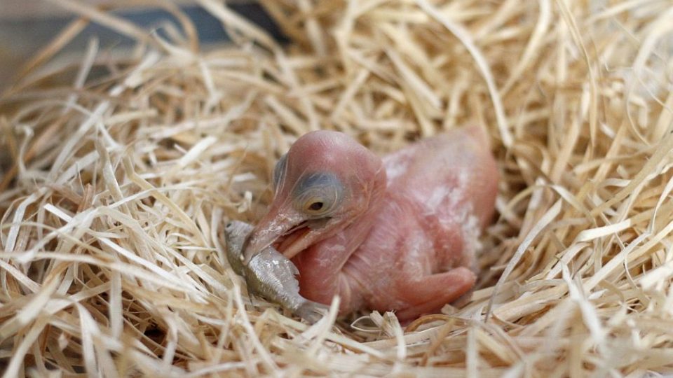 ZOO Dvůr Králové nad Labem provozuje jednu z největších a nejúspěšnějších ptačích "porodnic" v Evropě. Jsou nejlepší chovatelé pelikánů v Evropě 