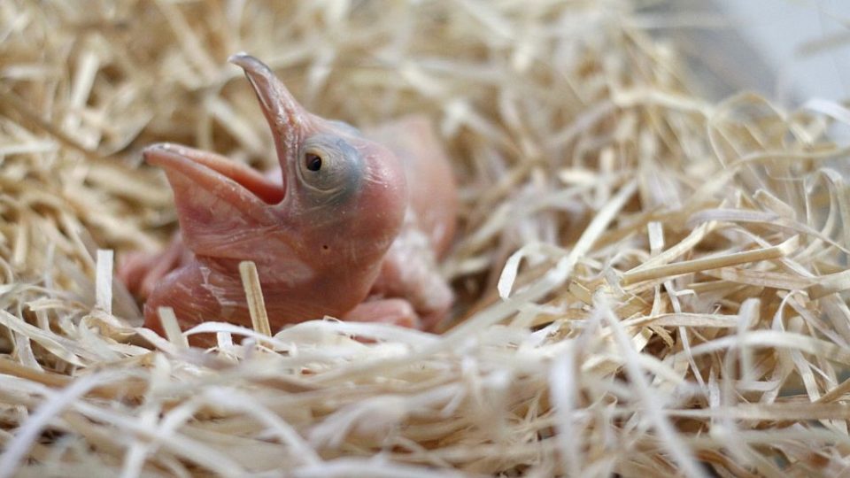 ZOO Dvůr Králové nad Labem provozuje jednu z největších a nejúspěšnějších ptačích "porodnic" v Evropě. Jsou nejlepší chovatelé pelikánů v Evropě 