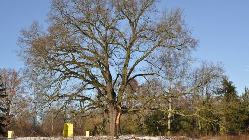 Státem chráněný dub - nejkrásnější strom Přeloučska