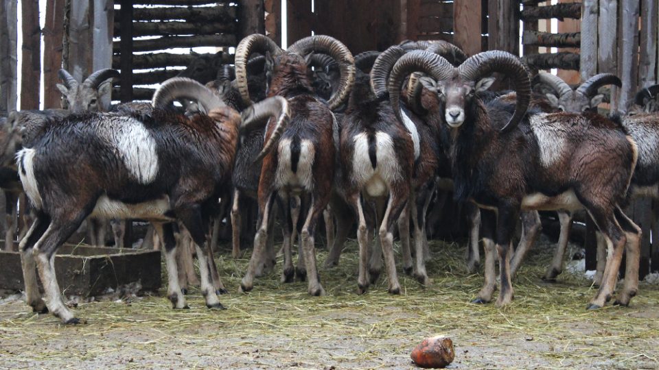 Odchycení mufloni v odchytovém zařízení