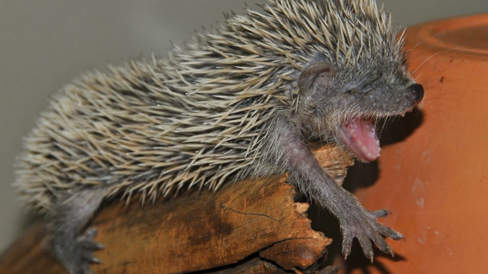 V madagaskarské domovině na jižní polokouli upadají bodlíni do stavu strnulosti v období sucha, kdy je málo potravy, je to zhruba od května do září