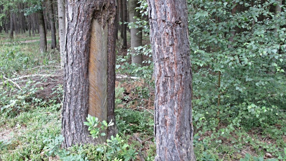 Borovice, která přežila těžbu dodnes