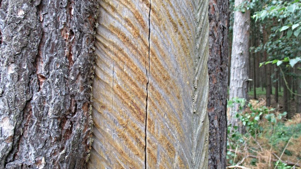 Ve dřevě se udělaly pravidelné zářezy pro odtok smoly