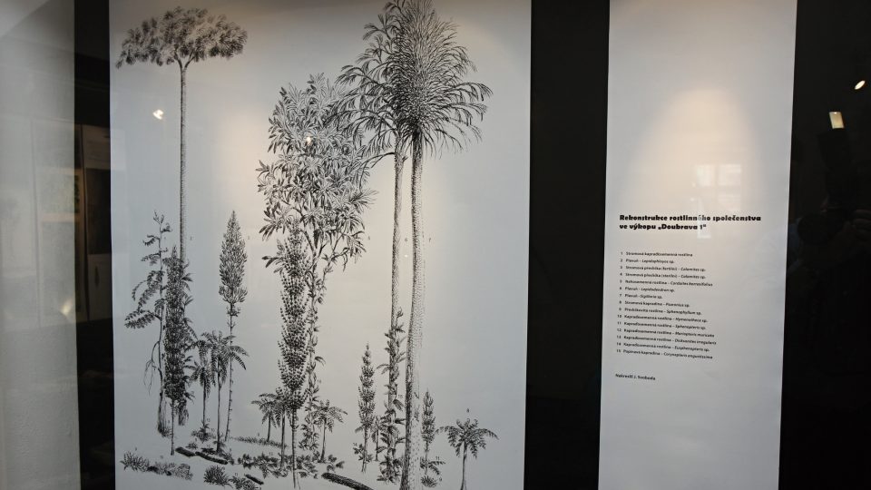 Rekonstrukce rostlinného společenstva ve výkopu Doubrava 1. Nakreslil J. Svoboda 