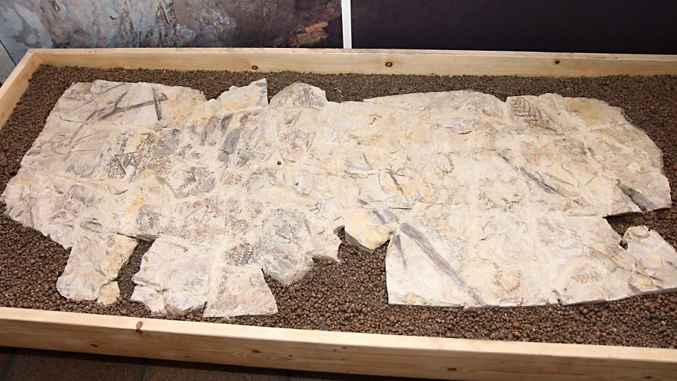 Výstava představuje živočichy a rostliny, kteří žili u Nýřan v období karbonu před 300 000 000 lety. Jejich pozůstatky se zachovaly do současnosti v podobě zkamenělin