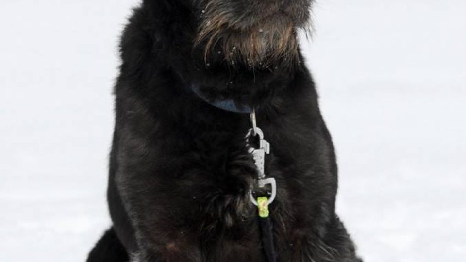 Štístko, asi čtyřletý pes, údajně kříženec knírače a briarda