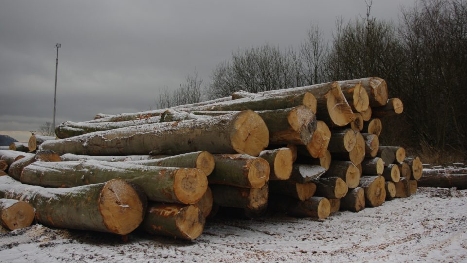 Značnou část dřevek kartáčů dodnes tvoří bukové dřevo z okolních lesů.jpg