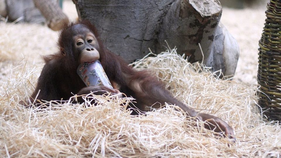 ZOO Dvůr Králové láká na komentované prohlídky. A ptát se můžete na cokoliv!