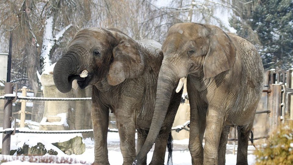 ZOO Dvůr Králové láká na komentované prohlídky. A ptát se můžete na cokoliv!