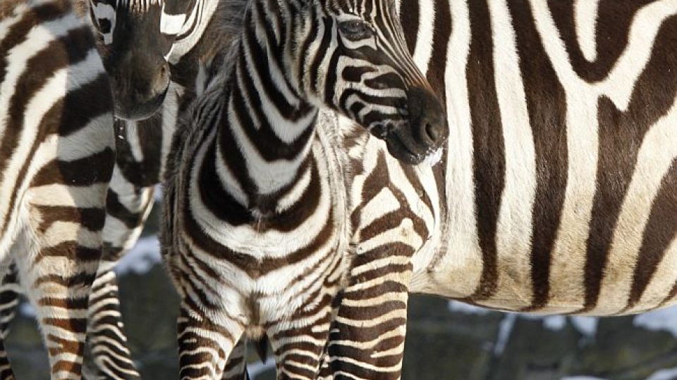 ZOO Dvůr Králové láká na komentované prohlídky. A ptát se můžete na cokoliv!