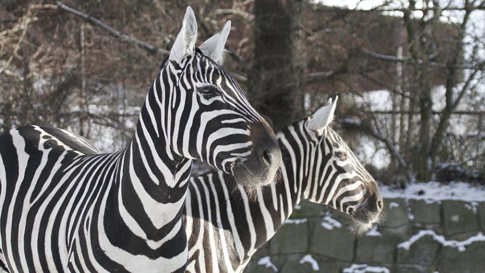 ZOO Dvůr Králové láká na komentované prohlídky. A ptát se můžete na cokoliv!