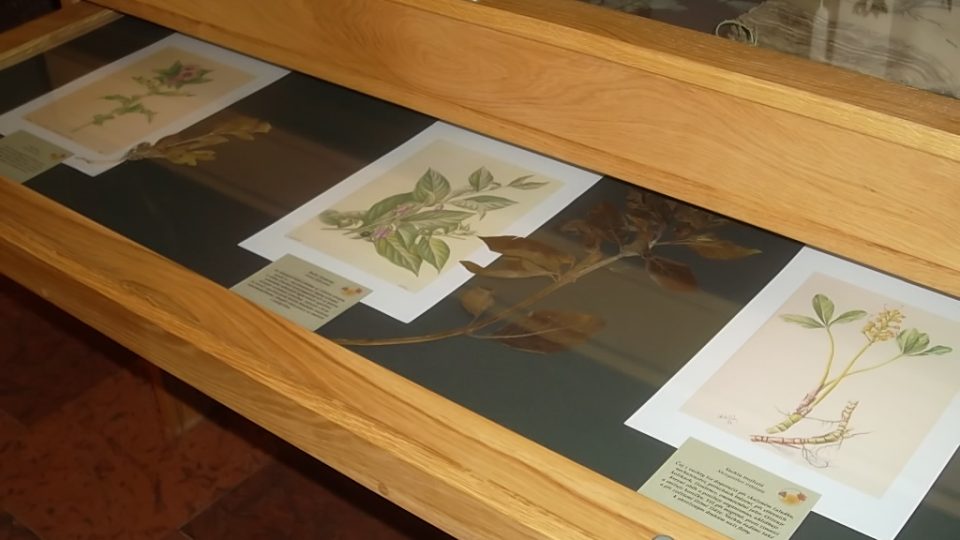 Výstava Léčivá síla a moc rostlin v tradiční kultuře Novojičínska