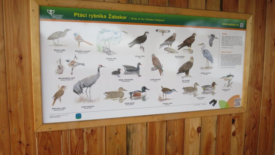 Najvzácnější ptáci Žabakoru jsou vyobrazeni v altánu