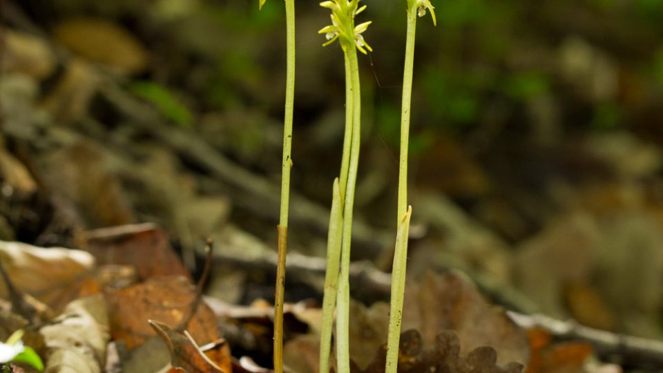 Korálice trojklanná (Corallorhiza trifida)