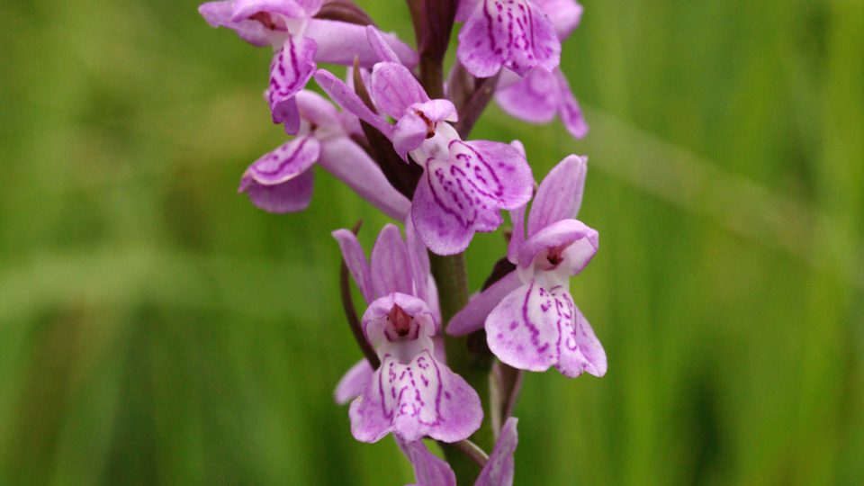 Prstnatec český (Dactylorhiza bohemica)