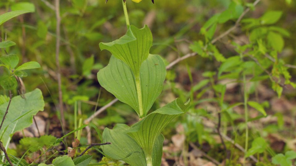 Střevíčník pantoflíček (Cypripedium calceolus)