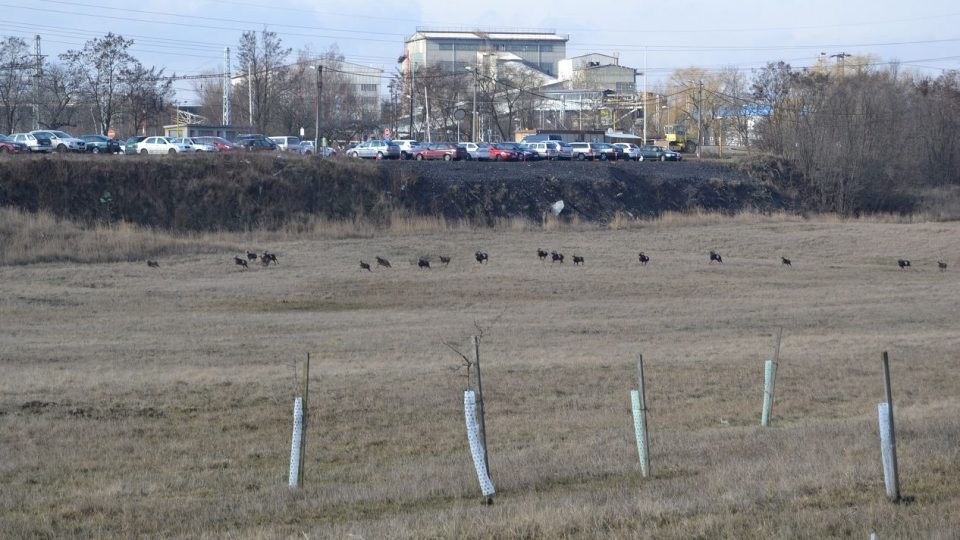 Mufloni na výsypce lomu ČSA