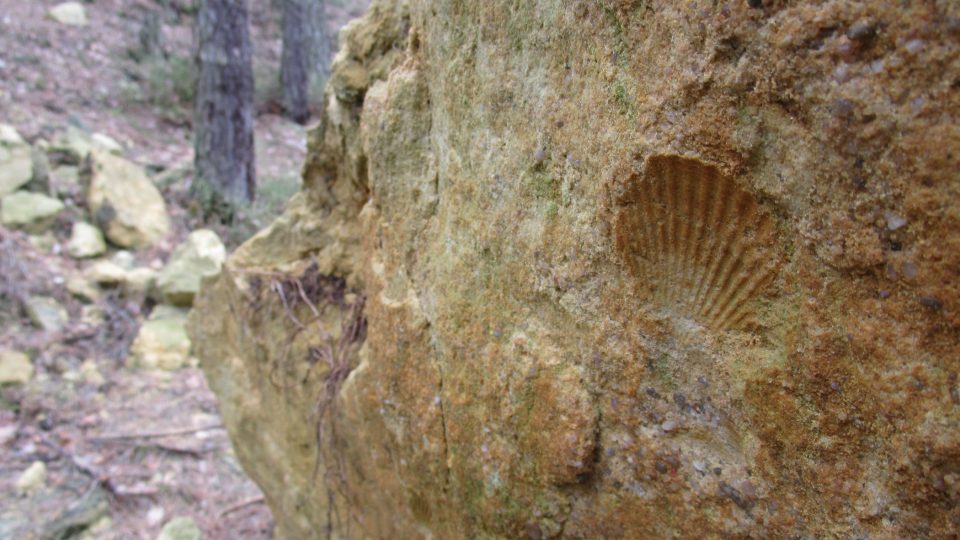 Fosilie na vrchu Víšek stará 90 milionů let
