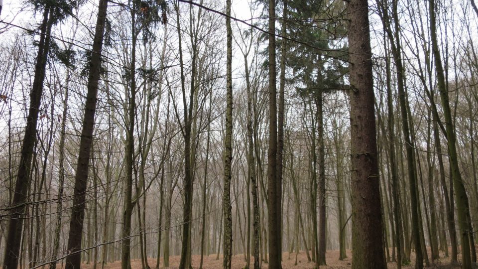 Kandík se vyskytuje v listnatých lesích