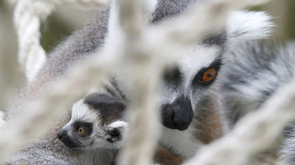 V ZOO Dvůr Králové oslaví Velikonoce se čtyřmi novými mláďaty lemurů kata