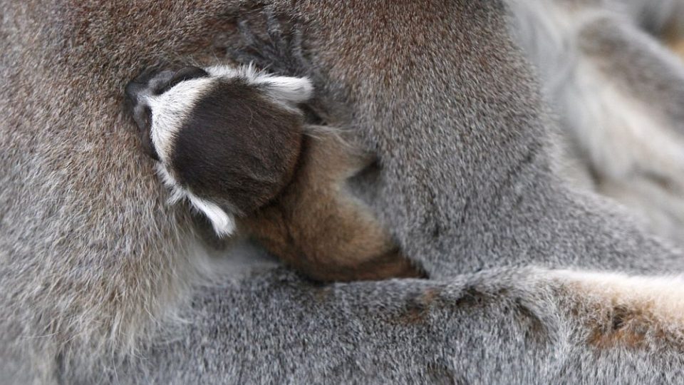 V ZOO Dvůr Králové oslaví Velikonoce se čtyřmi novými mláďaty lemurů kata