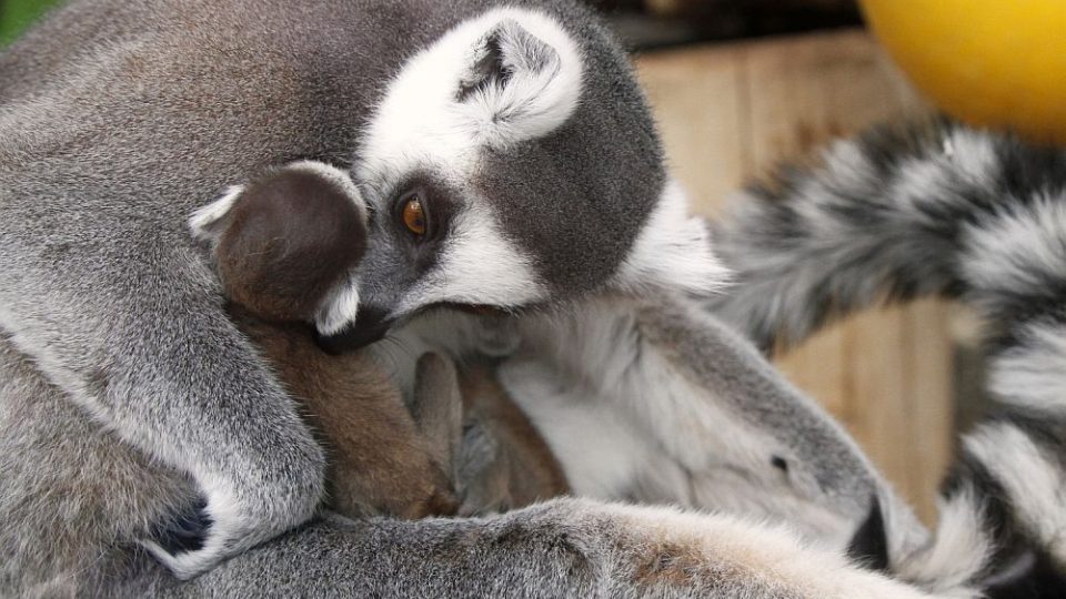 V ZOO Dvůr Králové oslaví Velikonoce se čtyřmi novými mláďaty lemurů kata