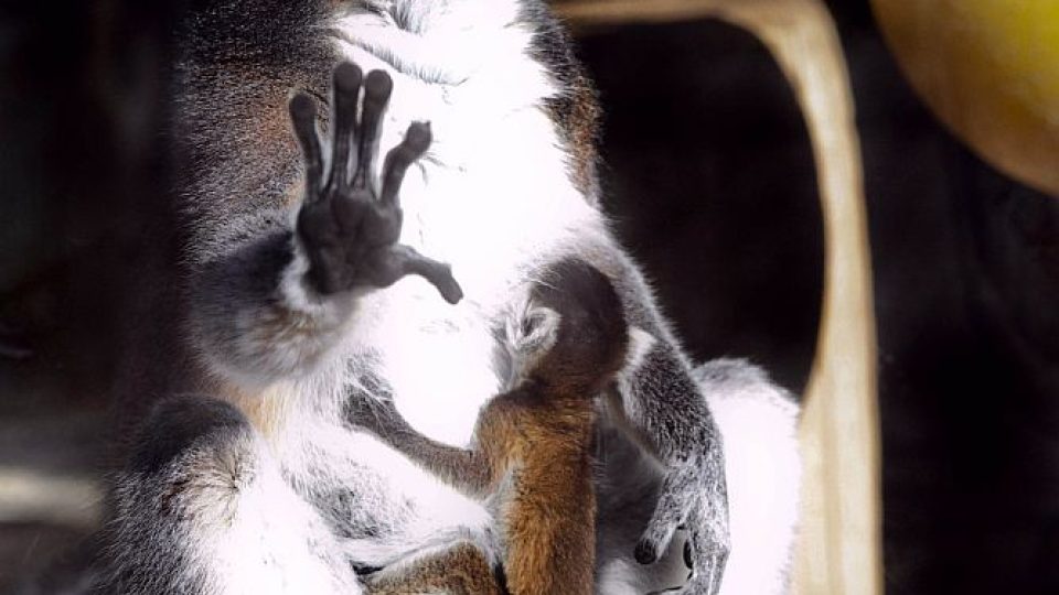 V ZOO Dvůr Králové oslaví Velikonoce se čtyřmi novými mláďaty lemurů kata