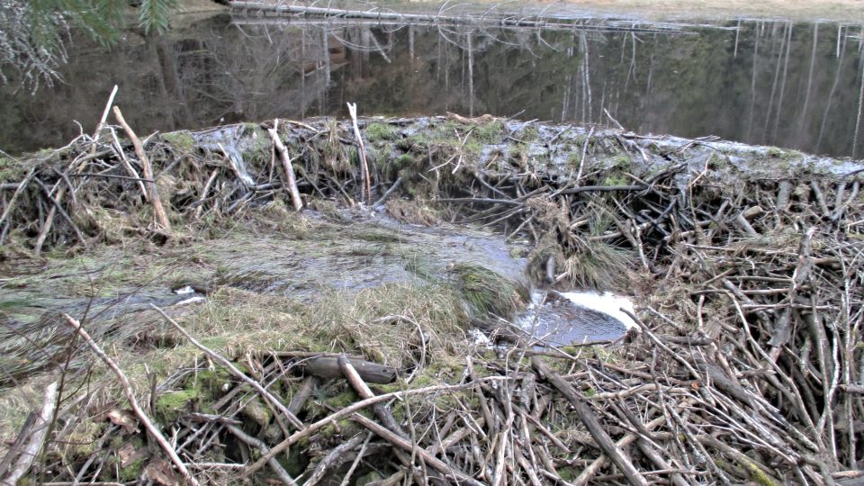 Hráz rybníka opravili bobři do oblouku