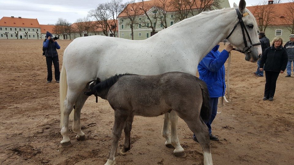 Klisna Etnica se svou matkou