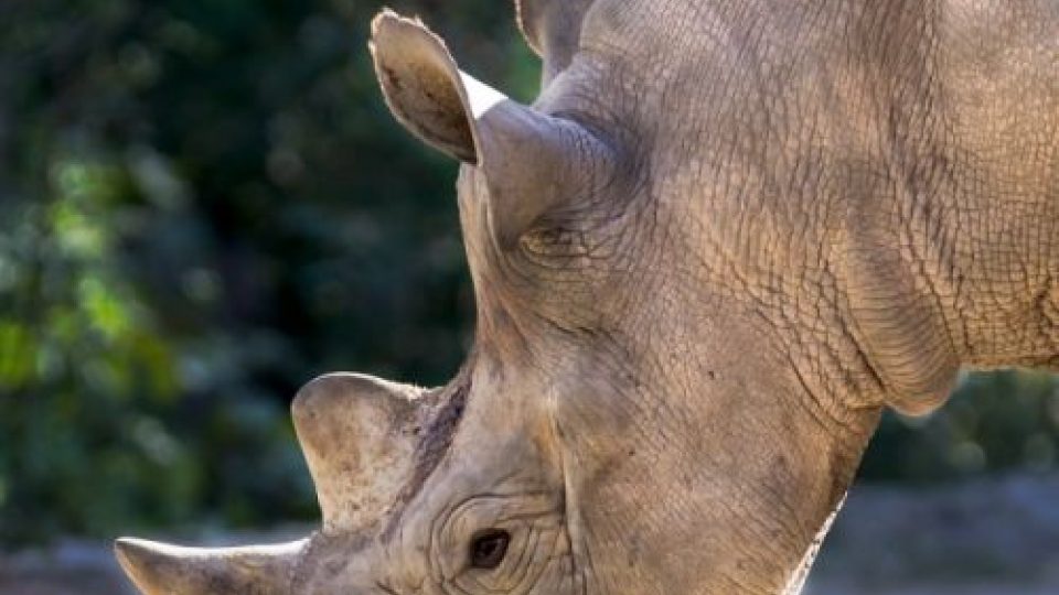 Eliška se vydá na cestu! ZOO Dvůr Králové pošle dalšího nosorožce do rezervace v Tanzanii