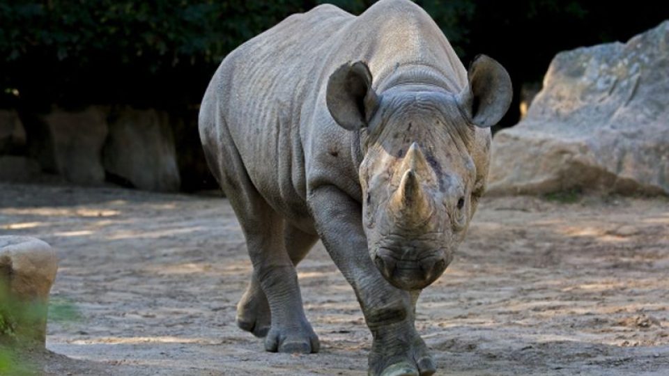 Eliška se vydá na cestu! ZOO Dvůr Králové pošle dalšího nosorožce do rezervace v Tanzanii