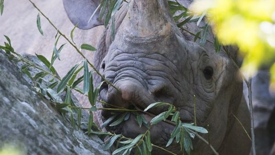 Eliška se vydá na cestu! ZOO Dvůr Králové pošle dalšího nosorožce do rezervace v Tanzanii