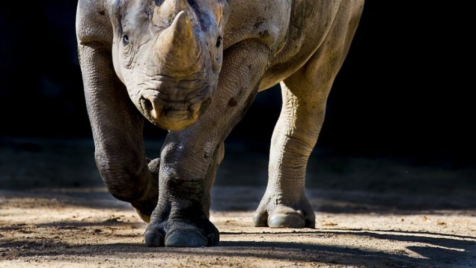 Eliška se vydá na cestu! ZOO Dvůr Králové pošle dalšího nosorožce do rezervace v Tanzanii