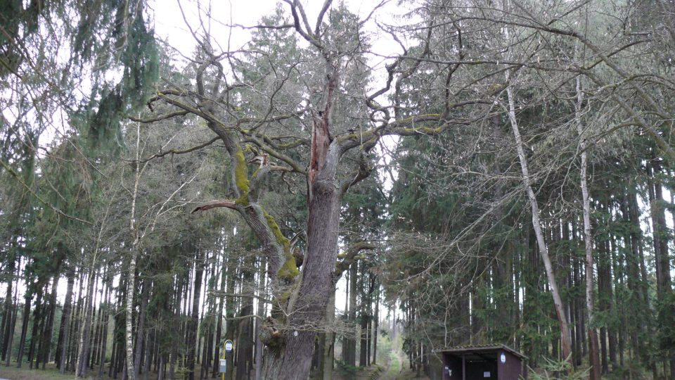 Snad nejznámějším památným stromem Blatenska na jihu Čech je Ženatý dub, který stojí na rozcestí silnic do Újezda a Chobotu