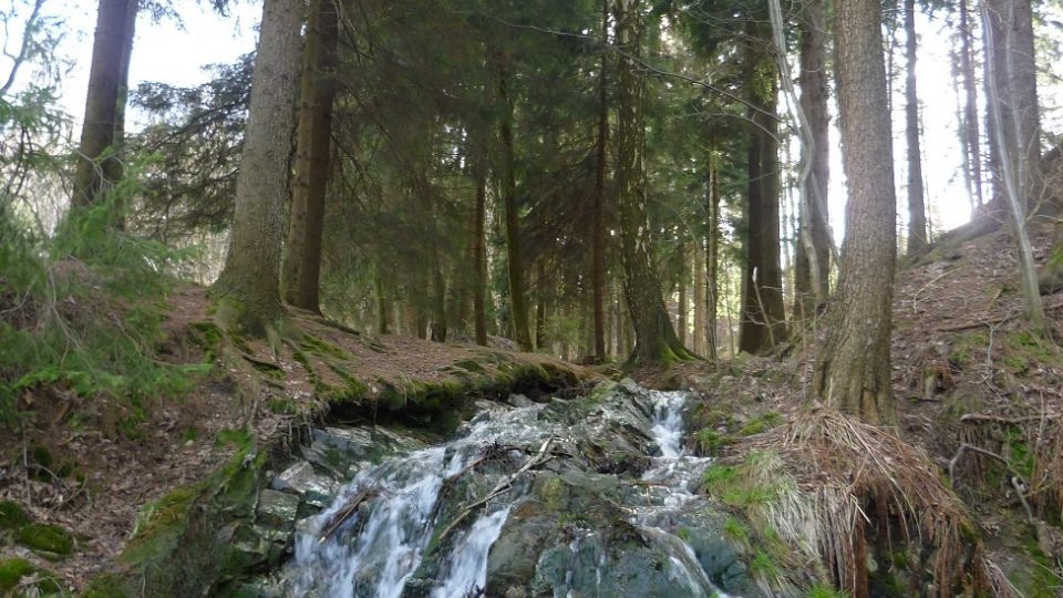 Potok protéká lesem