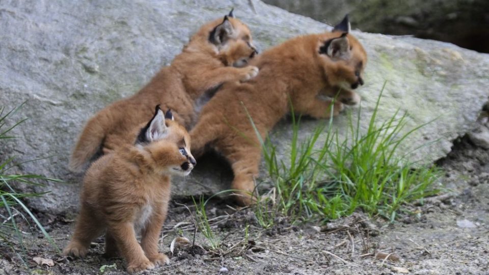 V ZOO Dvůr Králové se už podruhé podařilo odchovat mláďata karakalů