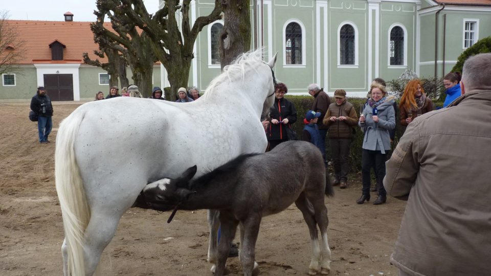 Hříbě starokladrubského bělouše Etnika se dožaduje krmení od maminky