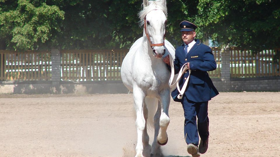 Starokladrubský bělouš a jeho barokní krok