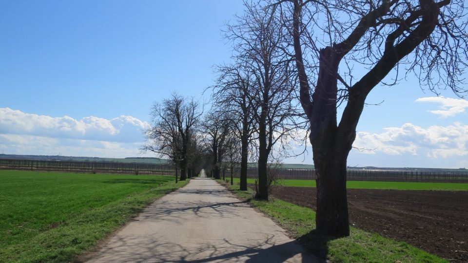 Na některých místech se kaštany už nedochovaly, ale ale stále působí krásně uceleně